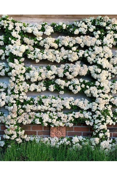 Цветение пираканты Оранж Глоу: белоснежные цветы, сменяющиеся на яркие оранжевые ягоды.